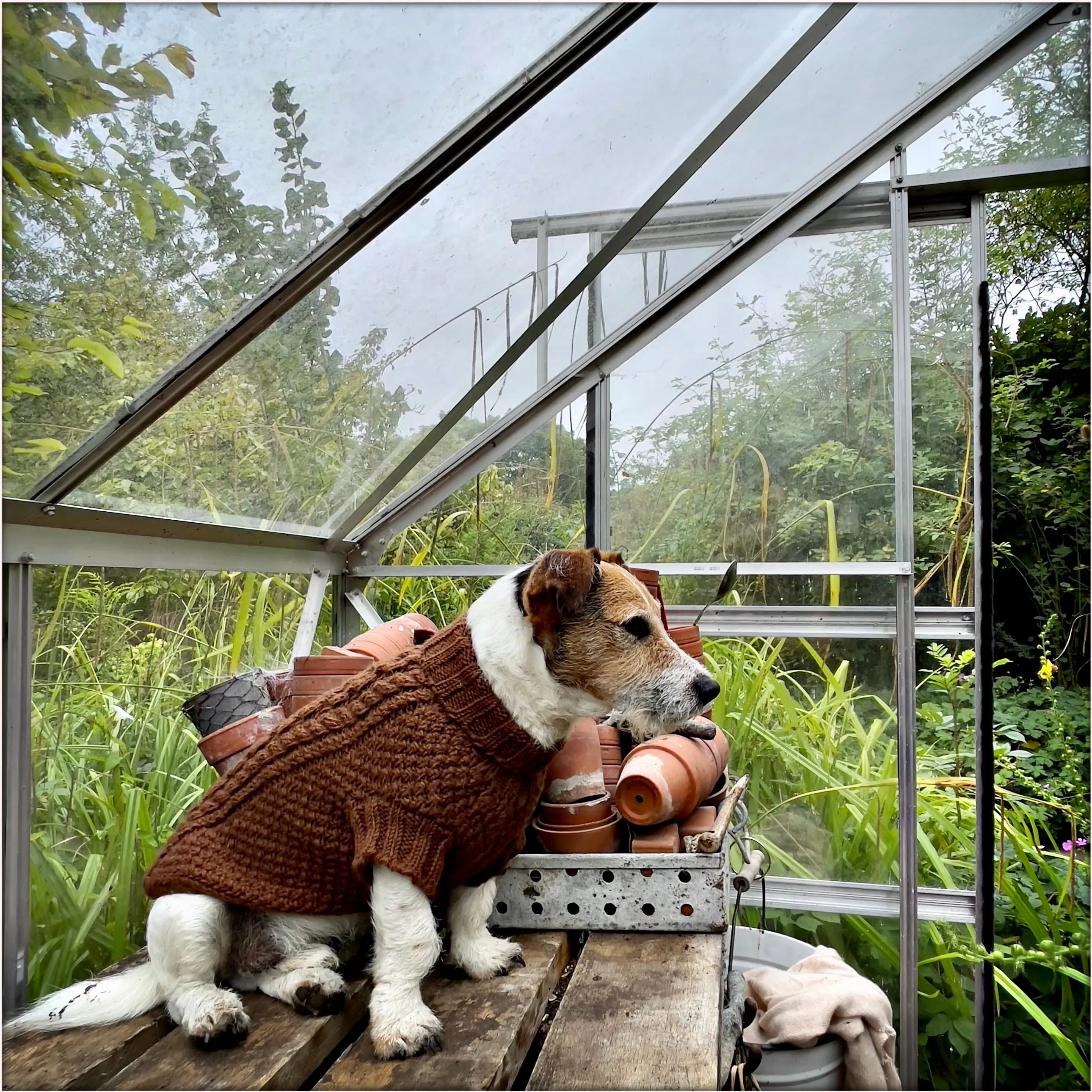 Aran Caramel Brown Hand knitted Designer Wool Dog Jumper