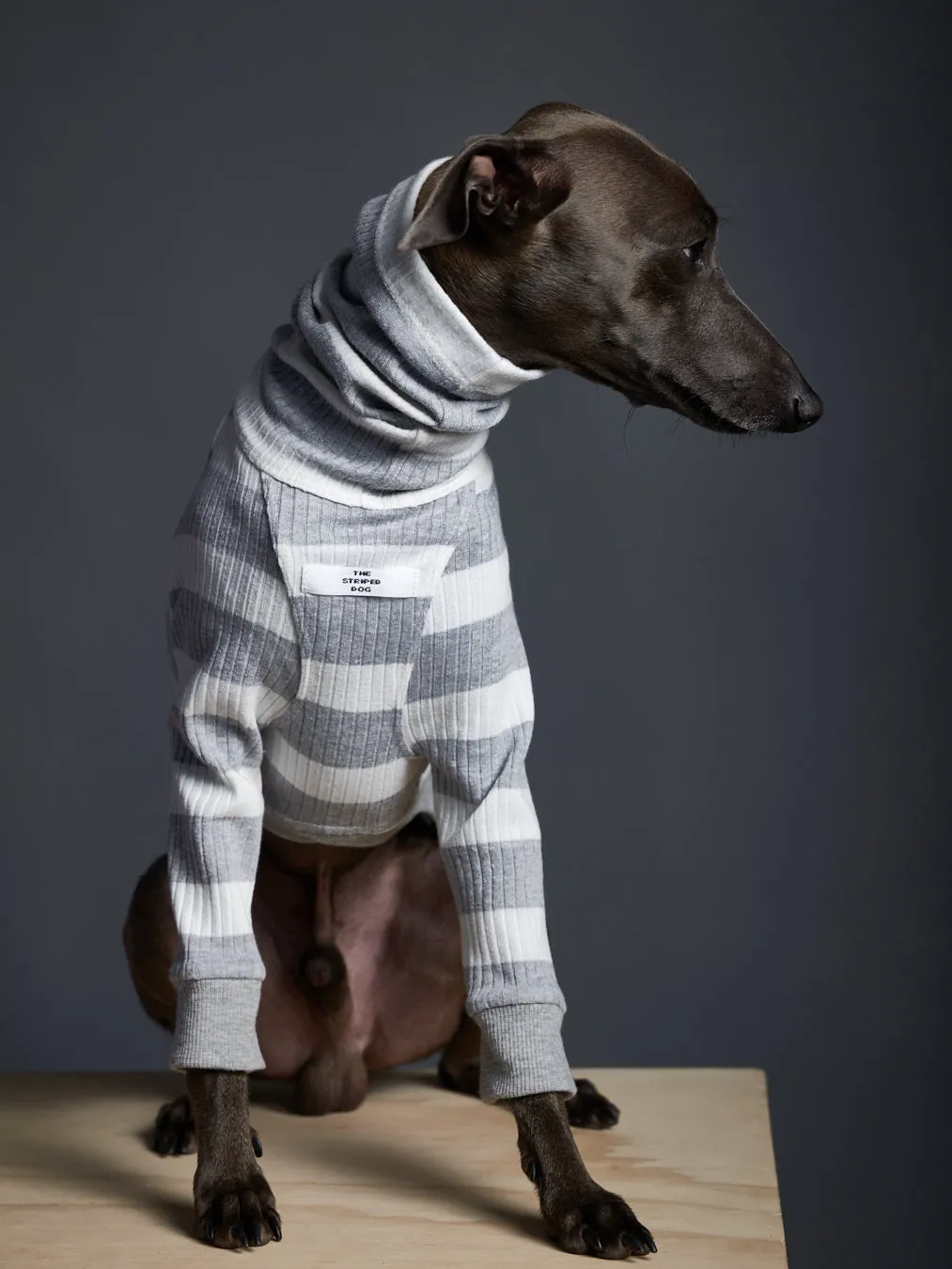 Italian Greyhound / Whippet Striped Turtleneck Sweater BREA